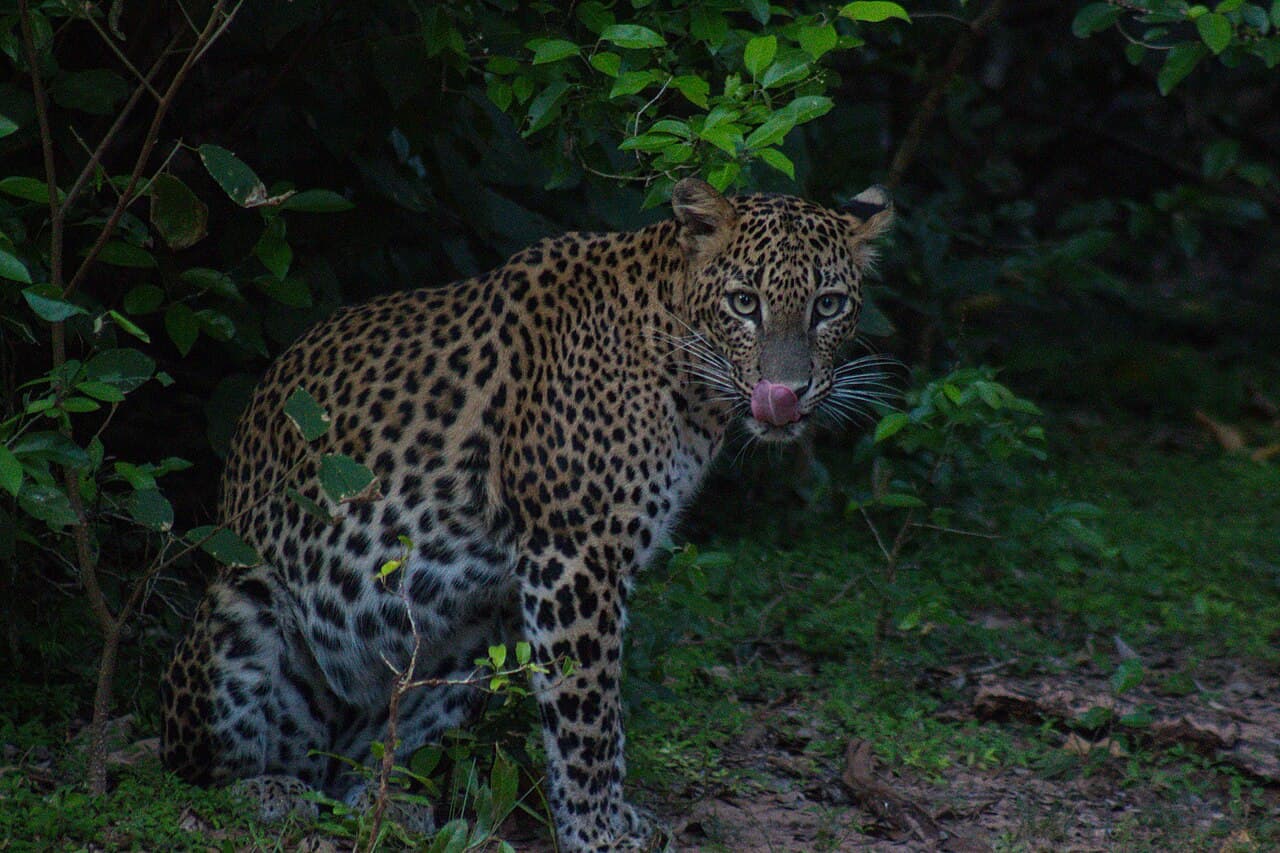 Yala view 1